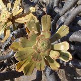 Aeonium holochrysum (La Palma, Canary Islands) (unrooted cuttings - boutures non racinées)